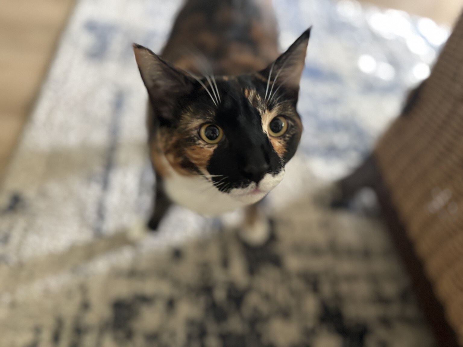 A curious calico cat