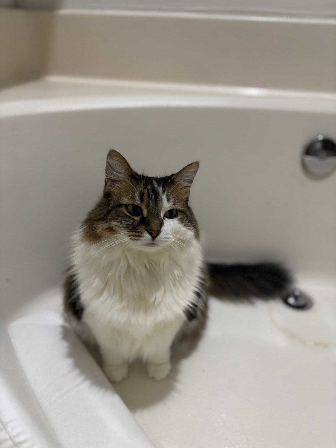 A cat sitting at home
