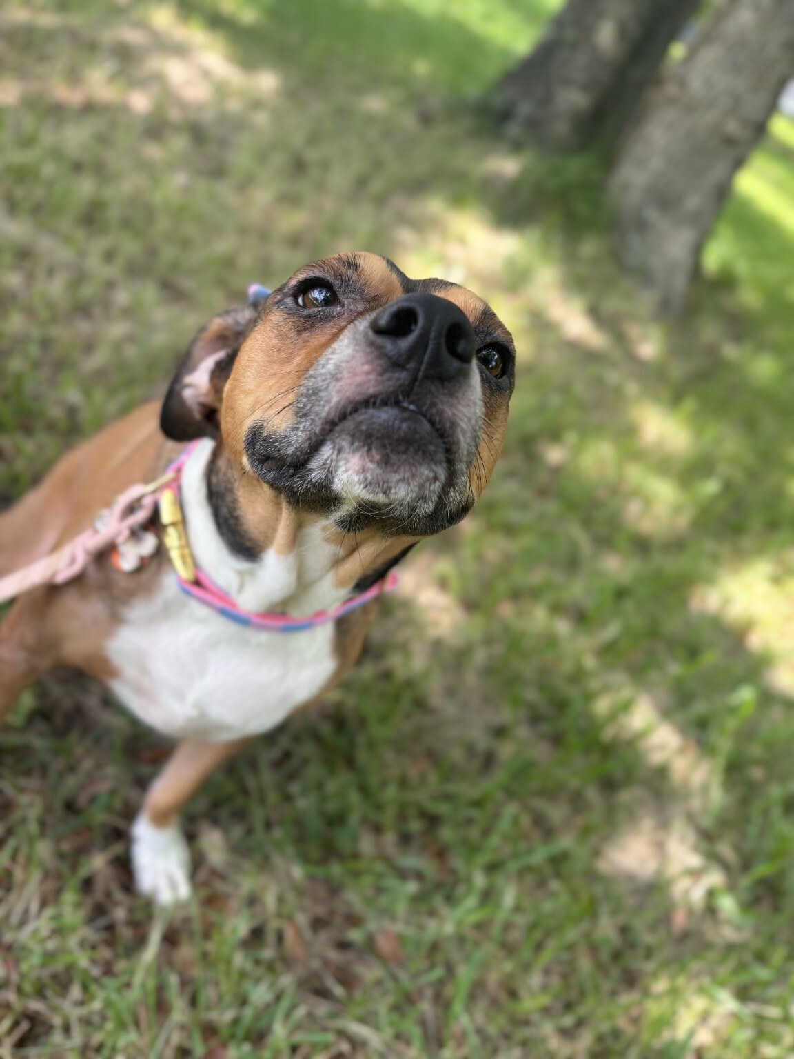 A happy dog outdoors