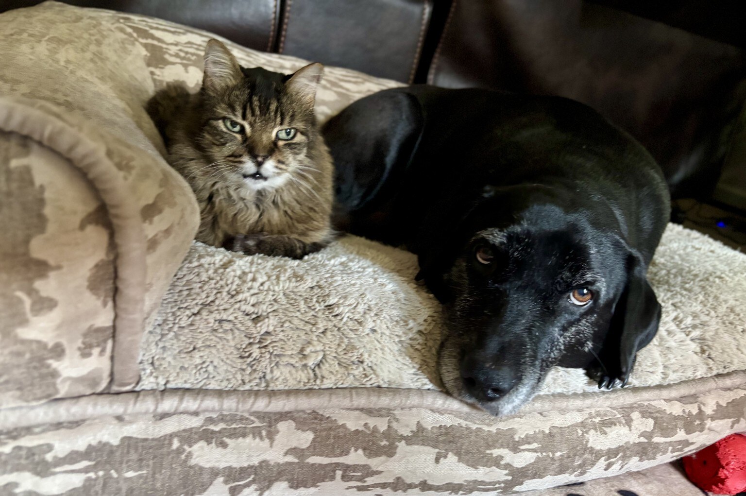 A cat and dog relaxing together