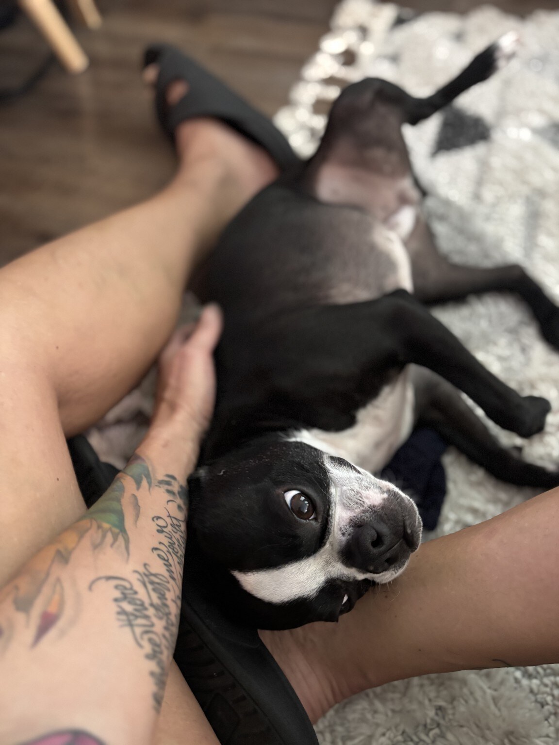 A playful black and white dog